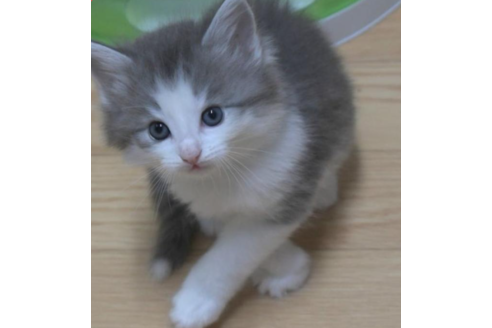 成約済の茨城県のノルウェージャンフォレストキャット-30007の5枚目